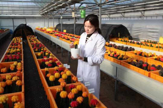 영하의 쌀쌀한 날씨를 보인 10일 고양시 일산서구에 자리하고 있는 경기도농업기술원 선인장다육식물연구소에서 연구원이 품종 개발 중인 선인장을 살펴보고 있다.      선인장다육식물연구소는 수출을 위한 새로운 품종 육성과 고품질의 상품 생산 기술을 개발하고 있으며 1994년 설립 후 선인장 108품종, 다육식물 46종을 개발했다.     홍승민 연구원은 "선인장 한 품종을 개발하는데 평균 7~8년 걸린다"며 "수출을 통해 농가 소득을 올리도록 연구소가 뒷받침하고 있다"고 말했다.       경기도는 국내 최대 선인장 주산지로 전국 재배면적의 69%를 차지하고 있다.